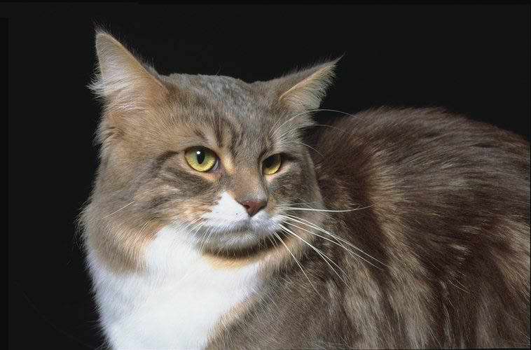 Gatti (6)